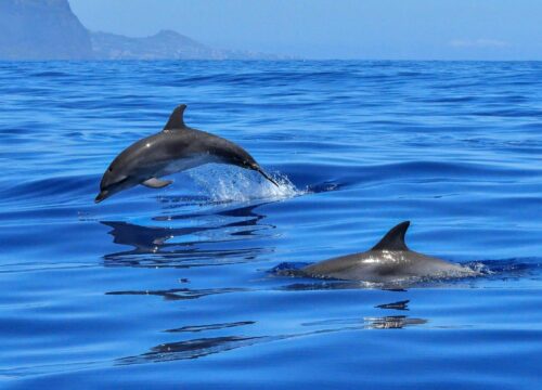 swimming with dolphins