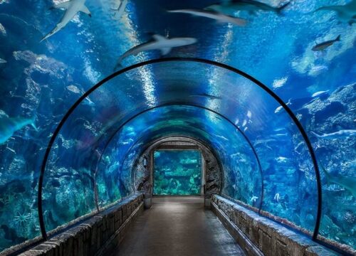 Entrance ticket to Hurghada Grand Aquarium with private transfer
